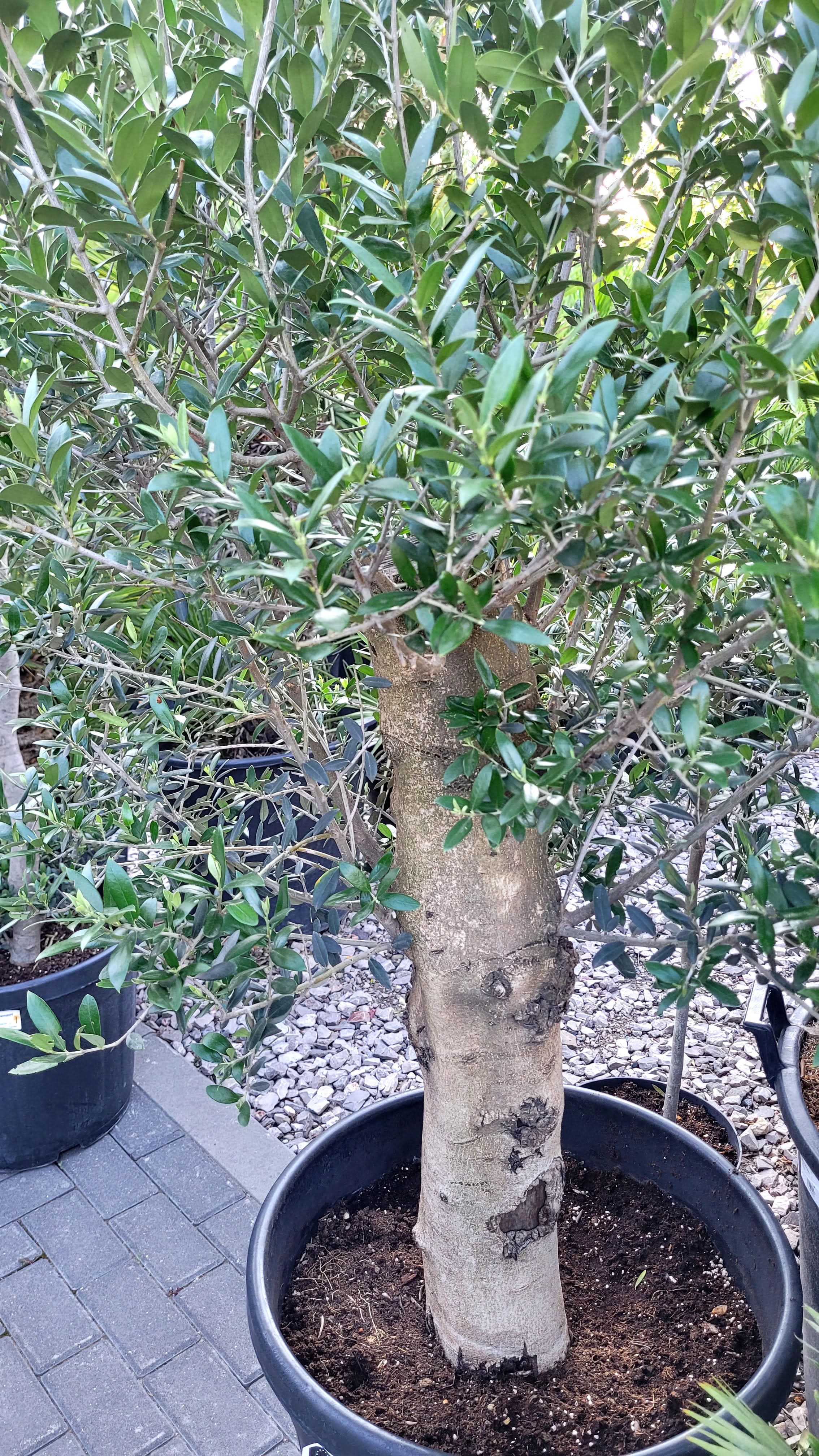 Olea europaea – Zrównoważona Forma